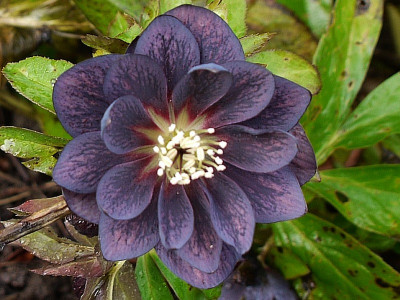 h.double slate blotched 2.jpg