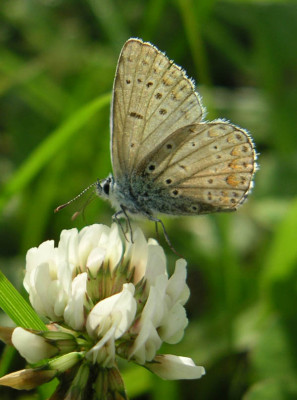 Schmetterling_3.jpg