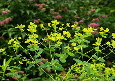 Euphorbia_s..jpg