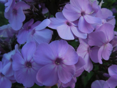 DSCN1796.JPG