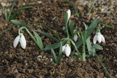 Galanthus gracilis 20160209 (2).jpg