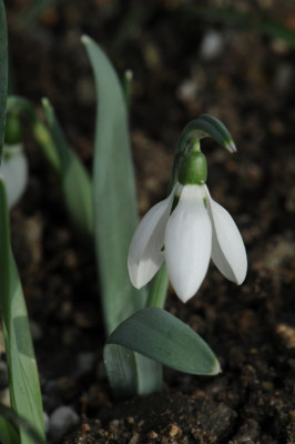 Galanthus gracilis 20160209 (3).jpg