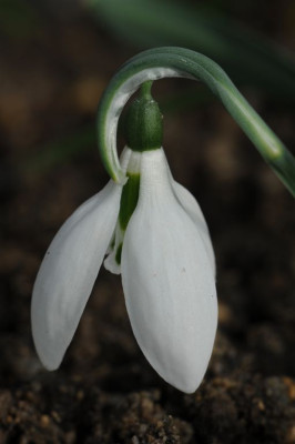 Galanthus gracilis 20160209 (4).jpg