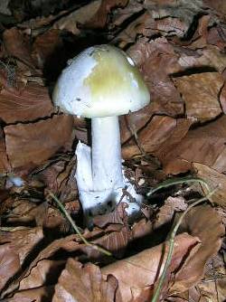 Gruener_Knollenblaetterp..jpg