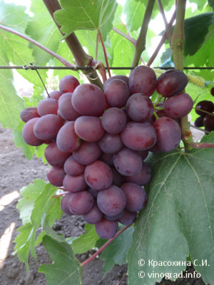 Pamyati-uchitelya.jpg