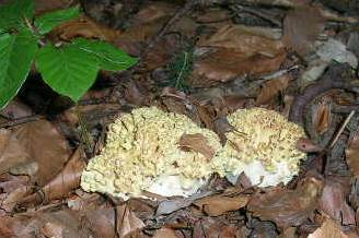 Korallenpilz__.....jpg