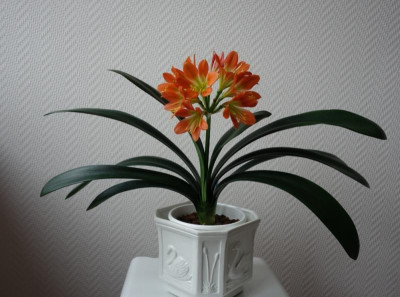 Kindel1 -Little Brave Heart 7.2._2016.jpg