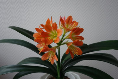 Kindel1 -Little Brave Heart2 -  7.2._2016.jpg