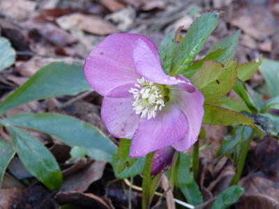 2016-02-10 Helleborus.jpg
