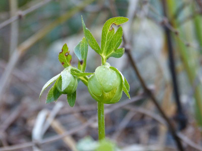 2016-02-10 Helleborus croaticus.jpg
