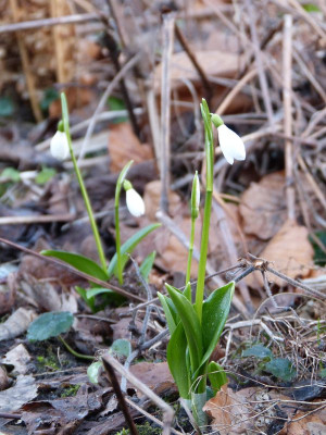 2016-02-10 Galanthus woronowii.jpg