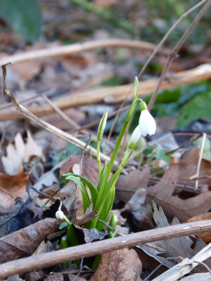 2016-02-10 Galanthus woronowii 2.jpg
