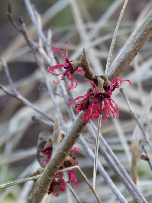 2016-02-10 Hamamelis 'Birgit'.jpg