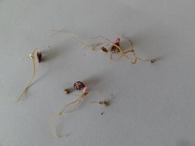 Viburnum sargentii Germination February 2016.JPG