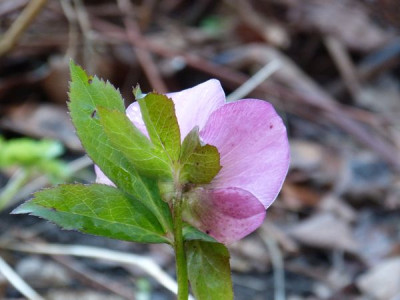 2016-02-10 Helleborus 2.jpg
