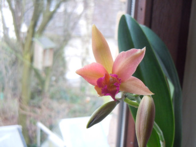 cattleya 002.JPG