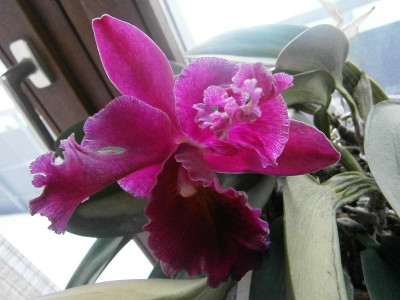 cattleya blüte 008.JPG