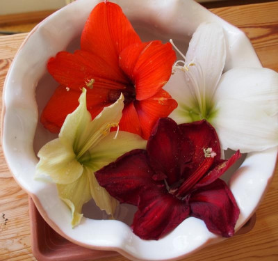 Amaryllis1_2016.jpg