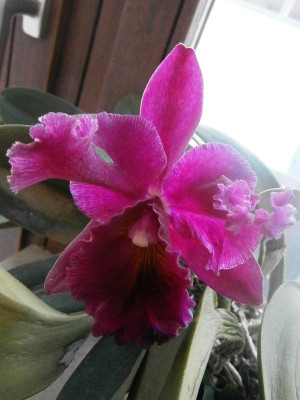 cattleya blüte 003.JPG