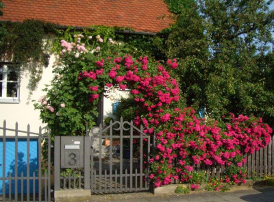 Rosenbogen blühend.jpg