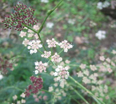Seseli_montanum_20060903.jpg