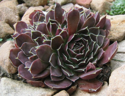 Sempervivum_Chocolate_20060903.jpg
