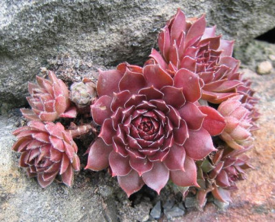 Sempervivum_DeepFire_20060903.jpg