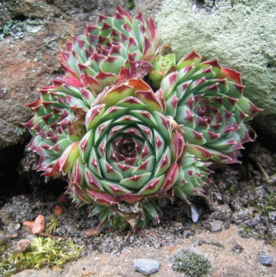 Sempervivum_calcareum_Tederheid_20060903_01.jpg