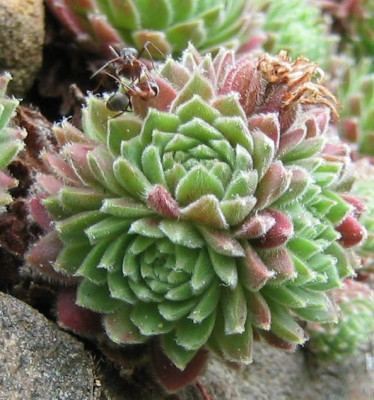 Sempervivum_Maigret_20060903_02.jpg