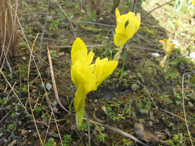 Iris danfordiae 12.2.16 ue.JPG
