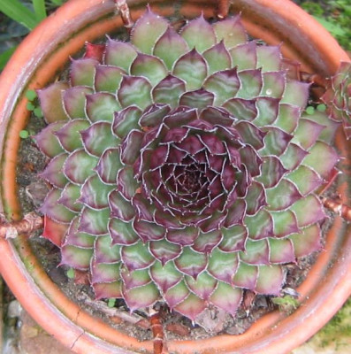 Sempervivum_20060903.jpg