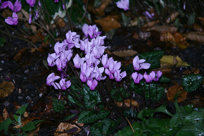 Cyclamen hederifolium0511.jpg