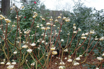 Edgeworthia_chrysantha.16-1.jpg