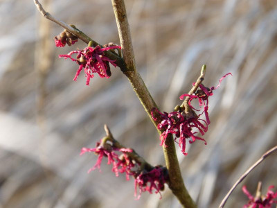 2016-02-13 Hamamelis 'Birgit'.jpg
