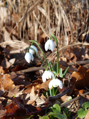 2016-02-13 Gartenimpressionen 1.jpg