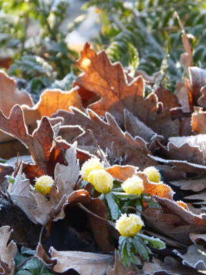 2016-02-13 Gartenimpressionen 2.jpg