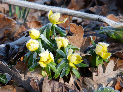 2016-02-13 Gartenimpressionen 3.jpg