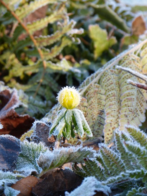 2016-02-13 Gartenimpressionen 5.jpg