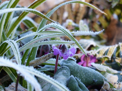 2016-02-13 Gartenimpressionen 6.jpg