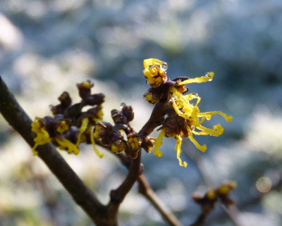 2016-02-13 Gartenimpressionen 7.jpg