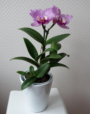 Cattleya1.jpg