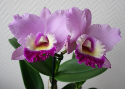 Cattleya2 - 13.2.2016.jpg