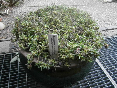 rosmarin mittagsblume 003.JPG