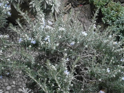 rosmarin mittagsblume 006.JPG