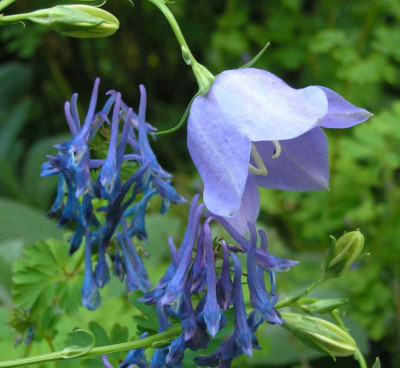Corydalis-mit-Campanula.jpg