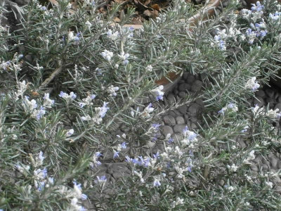 rosmarin mittagsblume 007.JPG