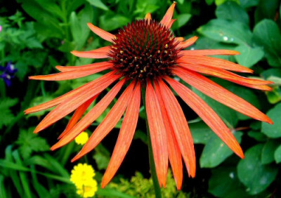 Echinacea_Arts_Pride.jpg