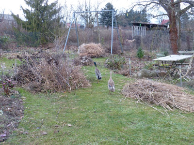 2016-02-13 Garten 1.jpg
