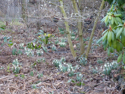 2016-02-13 Galanthus.jpg