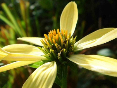 Echinacea_Sunrise.jpg